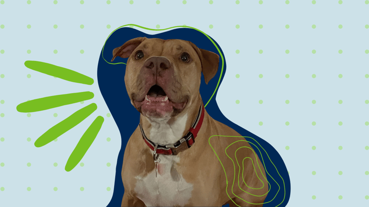 Image of a pitty mix dog with graphic dots and dashes around him.