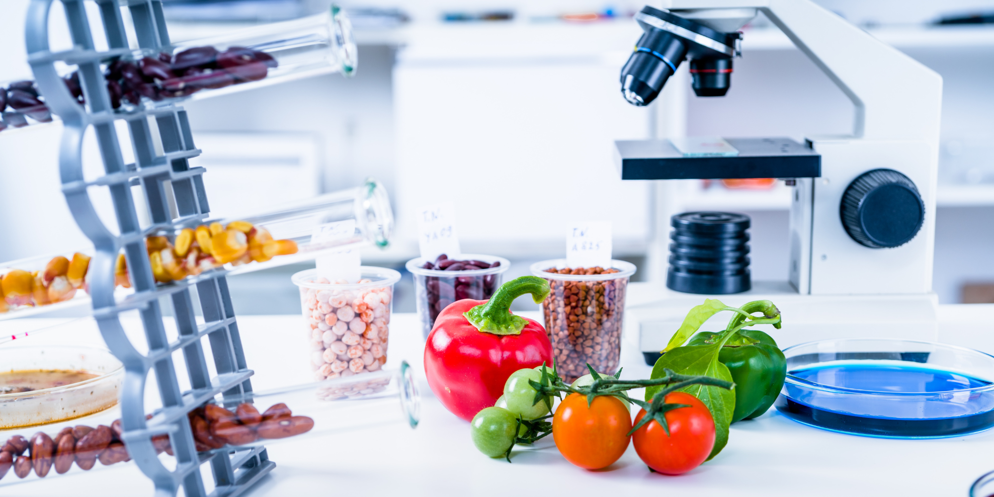 On the counter of an all white science lab are different vegetables and legumes (tomatoes on the vine, a red bell pepper, white, brown and black beans in transparent cups) in the background, there is a while and black microscope