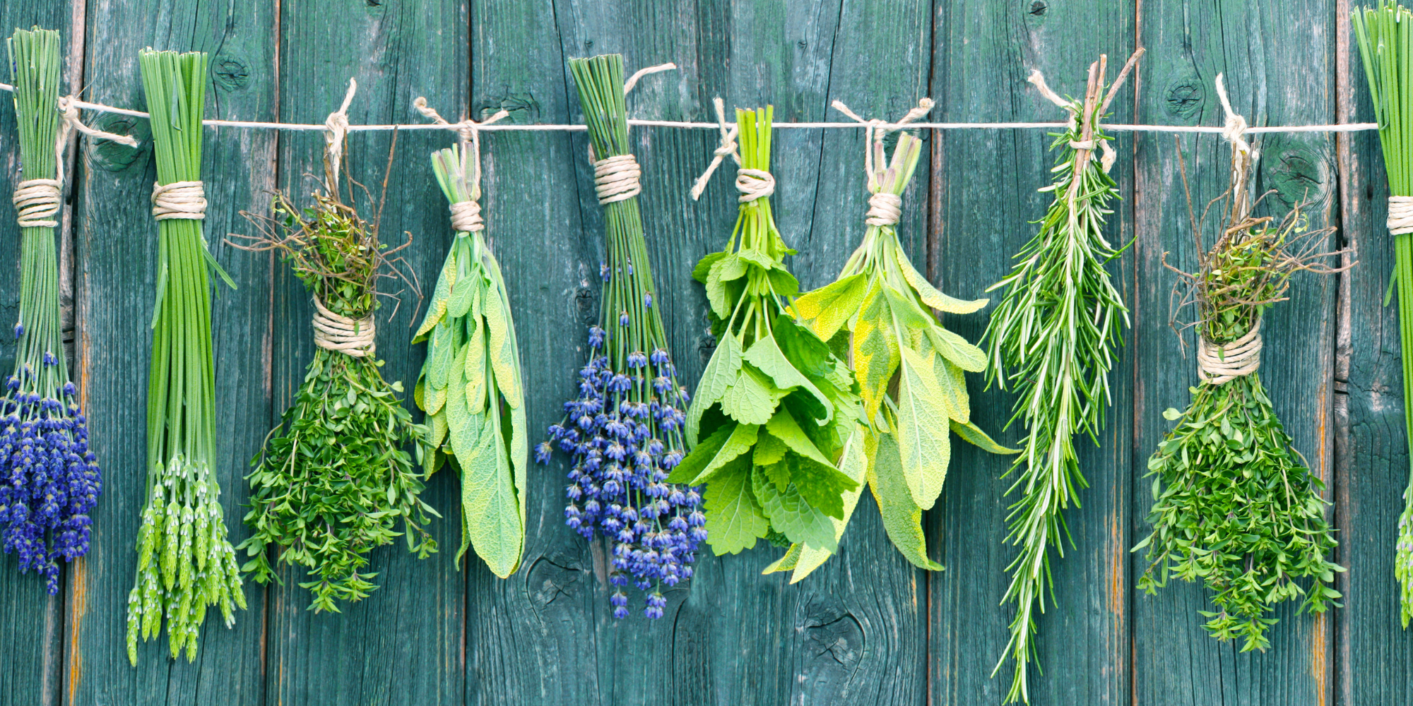 A few small bunches of fresh cut herbs hanging upside-down from twine against a grey/green wooden wall.