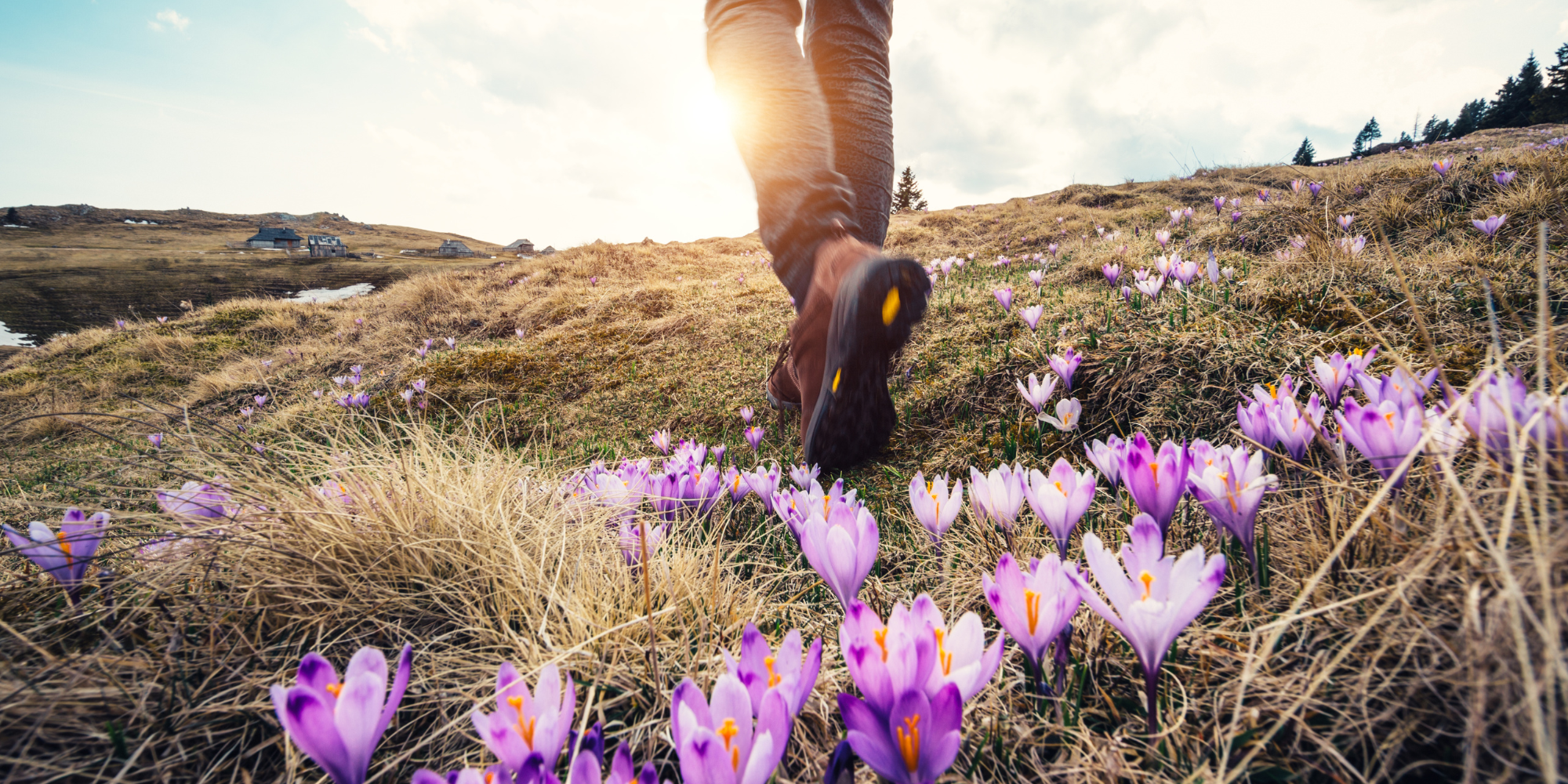 Person walking in a dry field - only their lower legs and hiking boots are visible. They've just passed a little clump of purple wild flowers.