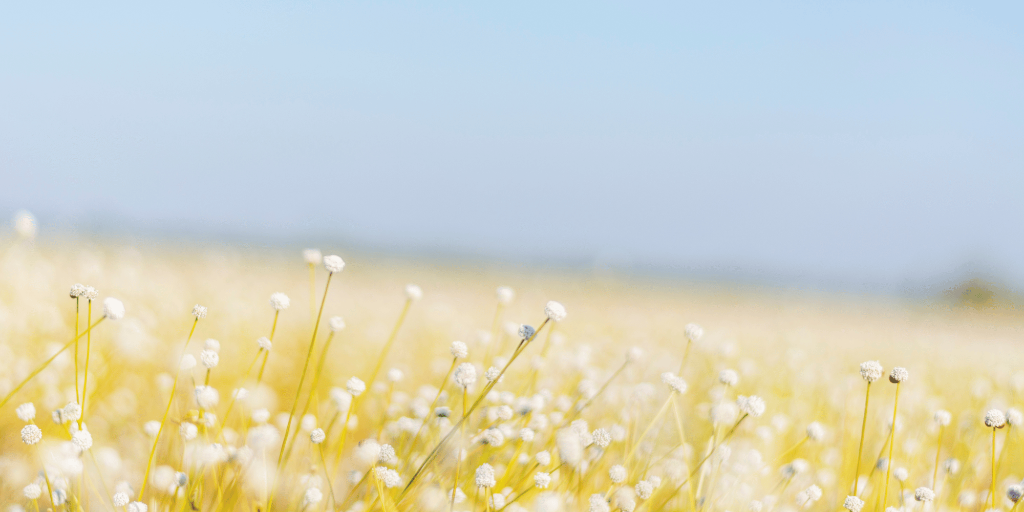 Prairie field with a faded  grey blue sky in the background. In the foreground and less blurry than the rest of the image, are a few prairie grasses with tiny white flowers.