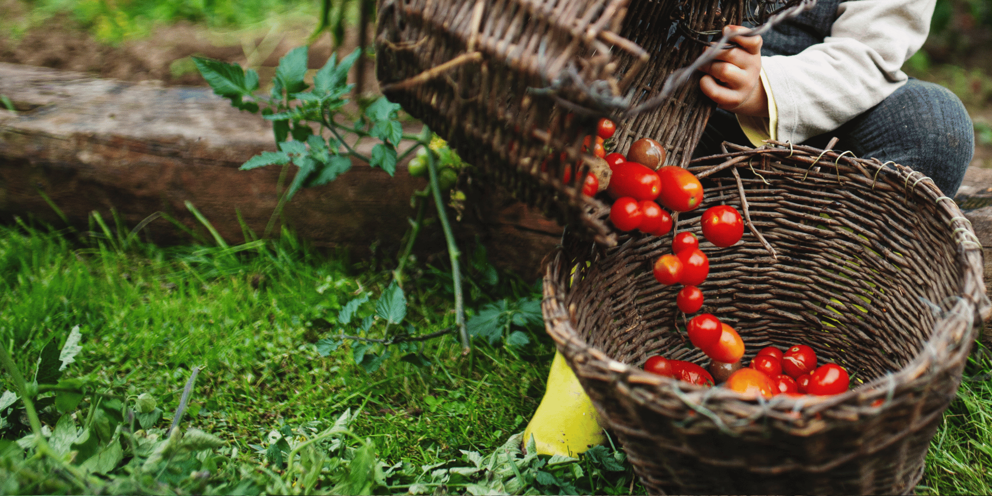 Small child filling a basket with cherry tomatoes while sitting on a log in their garden.